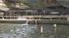 2020年10月广西水产养殖病害预测...