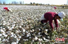 新疆：中国棉花主产区新疆进入棉花采收...