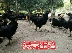 2020年10月13日绿壳蛋鸡价格行...