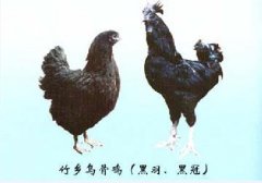 2020年10月13日竹乡乌骨鸡价格...