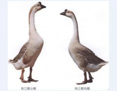 2020年10月15日阳江鹅价格行情...