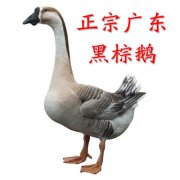 2020年10月15日黑棕鹅价格行情...