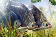 2020年10月17日鳊鱼价格行情、...