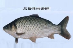 2020年10月17日湘云鲫价格行情...