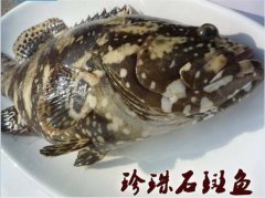 2020年10月20日珍珠龙胆石斑鱼...
