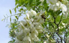 2020年10月23日槐花蜜价格行情...
