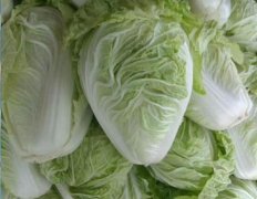 2020年10月25日夏阳白菜价格行...