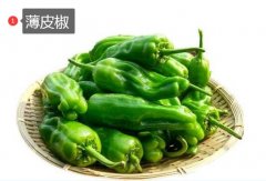 2020年10月28日薄皮椒价格行情...