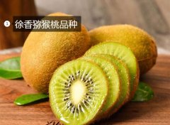 2020年11月4日徐香猕猴桃价格行...