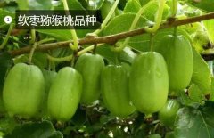 2020年11月4日软枣猕猴桃价格行...