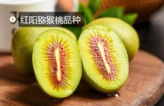 2020年11月4日红阳猕猴桃价格行...