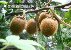 2020年11月4日野生猕猴桃价格行...