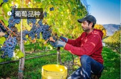 2020年11月4日葡萄价格行情、今...