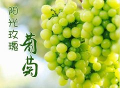 2020年11月4日阳光玫瑰葡萄价格...