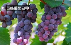 2020年11月4日巨峰葡萄价格行情...