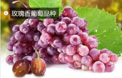 2020年11月4日玫瑰香葡萄价格行...