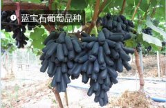 2020年11月4日蓝宝石葡萄价格行...
