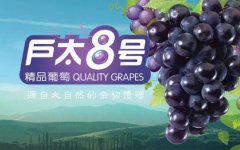 2020年11月4日户太八号葡萄价格...