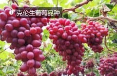 2020年11月4日克伦生葡萄价格行...