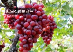 2020年11月4日红宝石葡萄价格行...