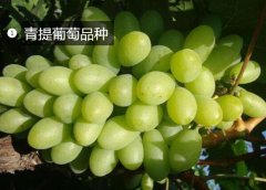 2020年11月4日青提价格行情、今...
