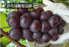2020年11月4日乒乓球葡萄价格行...