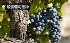 2020年11月4日酿酒葡萄价格行情...