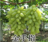 2020年11月4日金手指葡萄价格行...