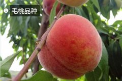 2020年11月5日毛桃价格行情、今...