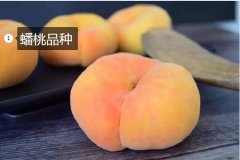 2020年11月5日蟠桃价格行情、今...