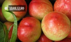 2020年11月5日油桃价格行情、今...