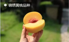 2020年11月5日锦绣黄桃价格行情...