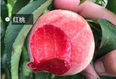 2020年11月5日红桃价格行情、今...
