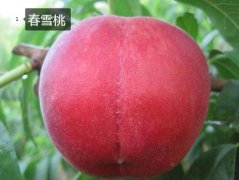 2020年11月5日春雪桃价格行情、...