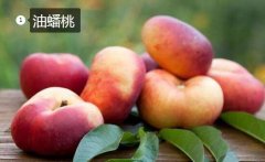 2020年11月5日油蟠桃价格行情、...