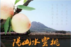 2020年11月5日阳山水蜜桃价格行...
