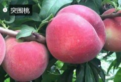 2020年11月5日突围桃价格行情、...
