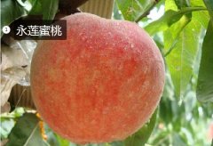 2020年11月5日永莲蜜桃价格行情...