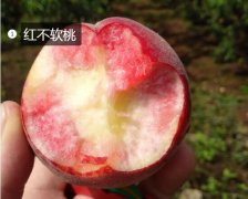 2020年11月5日红不软桃价格行情...