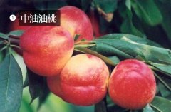 2020年11月5日中油油桃价格行情...