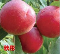 2020年11月5日秋彤桃价格行情、...