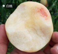 2020年11月5日白桃价格行情、今...