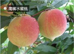2020年11月5日鹰嘴蜜桃价格行情...