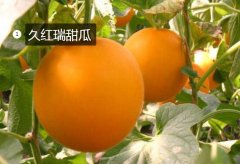 2020年11月5日久红瑞甜瓜价格行...