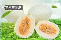 2020年11月5日东方蜜甜瓜价格行...