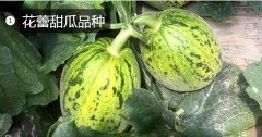 2020年11月6日花蕾甜瓜价格行情...