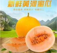 2020年11月6日黄河蜜甜瓜价格行...