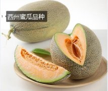 2020年11月6日西州蜜瓜价格行情...