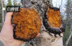 2020年11月6日白桦茸价格行情、...