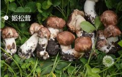 2020年11月6日姬松茸价格行情、...